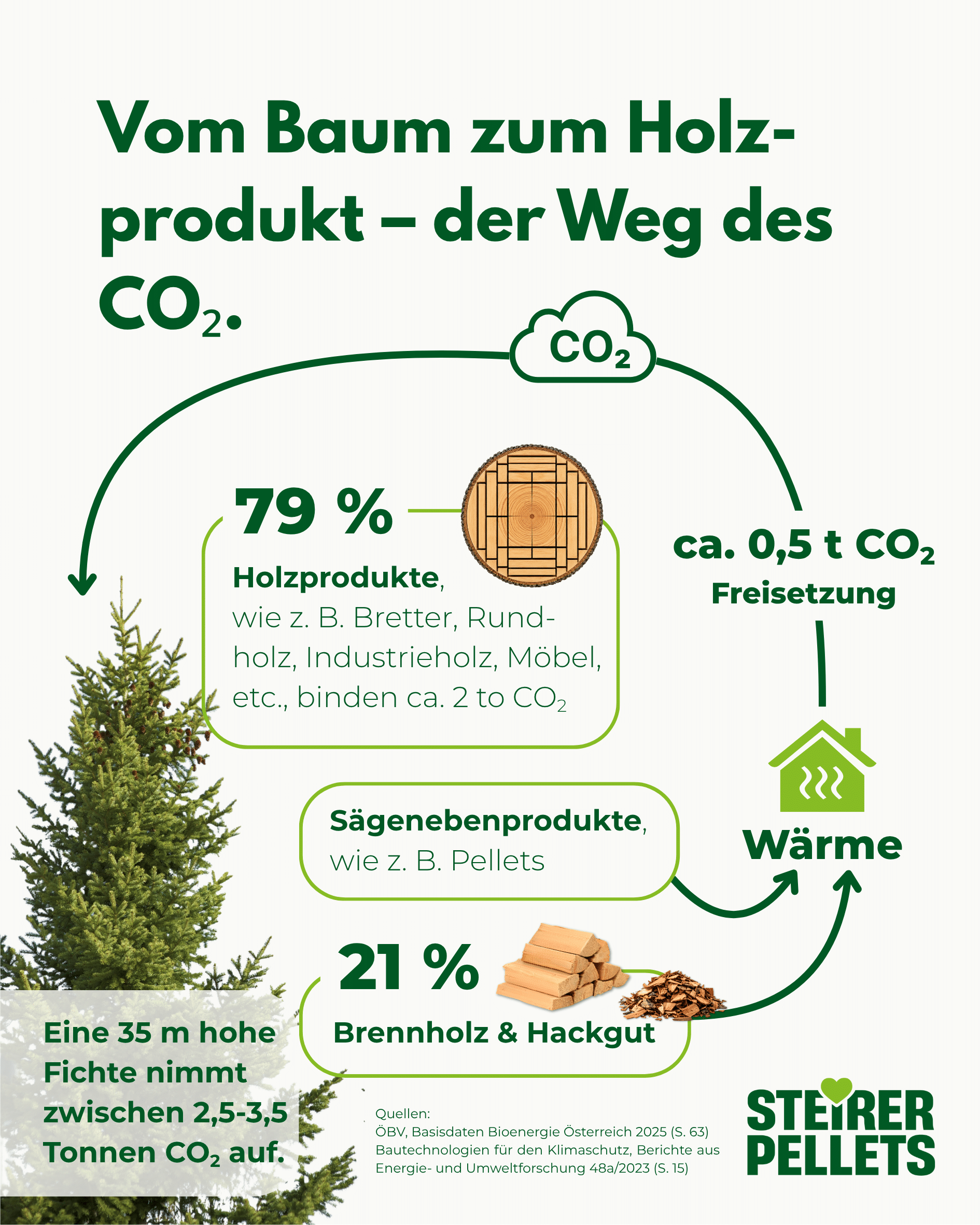Vom Baum zum Holzprodukt: Der Weg des CO2 Infografik